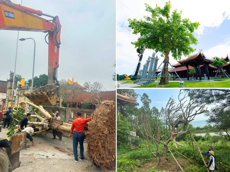 Tiến hành thi công, chăm sóc và bàn giao cây cổ thụ cho các dự án tâm linh