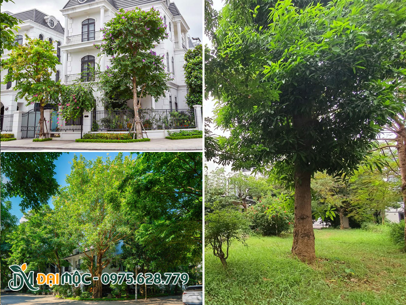 Cây cổ thụ tạo bóng mát cho khu biệt thự resort