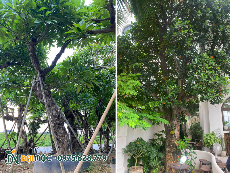 Những gốc cây cổ thụ mang vẻ đẹp thô mộc của tự nhiên, có thân hình bề thế và tán lá xanh tốt