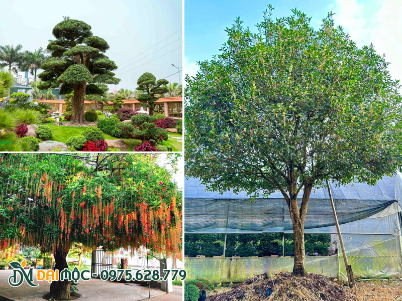 Cây cổ thụ đẹp trống sân vườn trước nhà