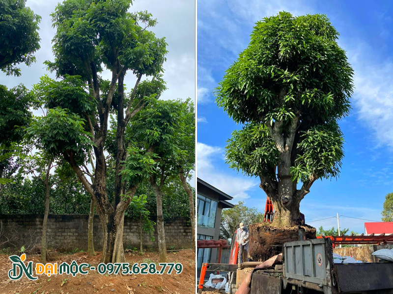 Cây nhãn và cây xoài cổ thụ đã dưỡng ủ hơn 1 năm, đạt chuẩn xuất vườn