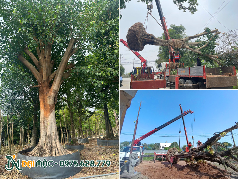 Bán cây bóng mát cổ thụ và thi công trọn gói