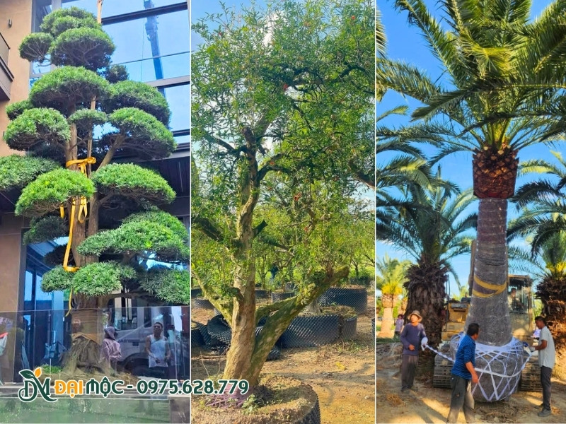 Các loại cây nhập khẩu cổ thụ siêu HOT, được nhiều gia chủ săn lùng