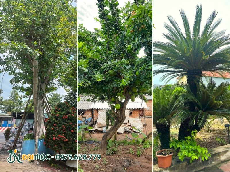 Các loại cây tâm linh trồng làm cảnh cho sân vườn hay những chốn linh thiêng