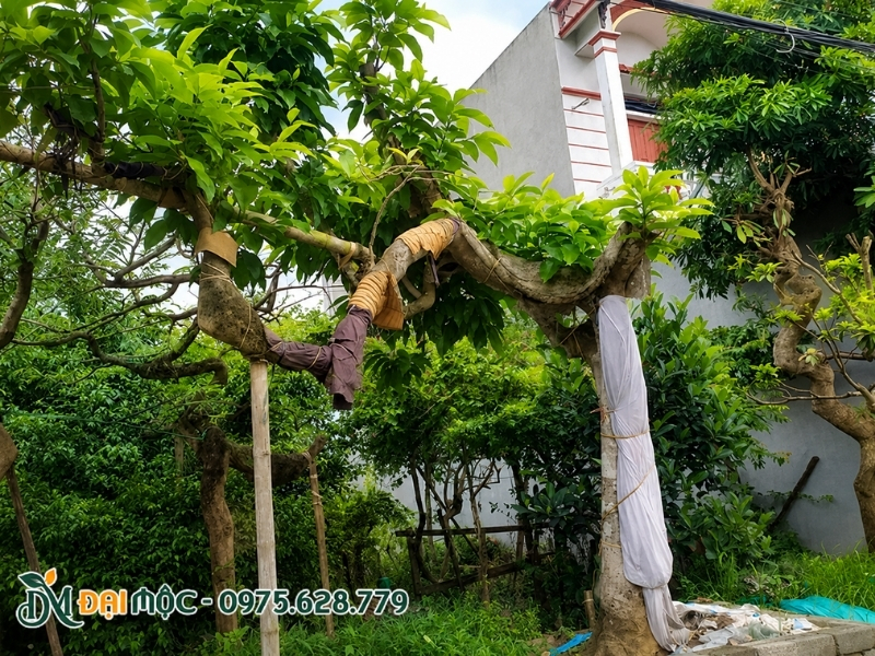 Cây ngọc lan dáng bay phù hợp cho sân vườn biệt thự