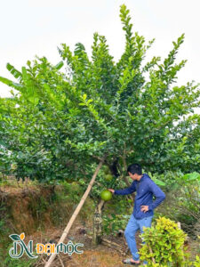Cây đào tiên tán dù đẹp, đường kính tán hơn 4m