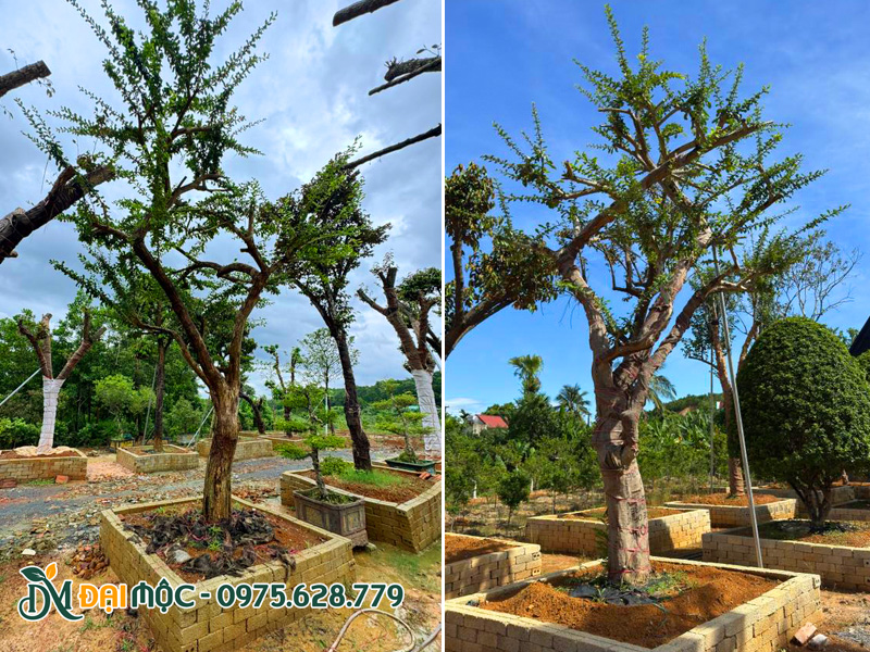 Cây đào tiên cổ thụ được quân thân, dưỡng ủ trong bồn đất xây nổi