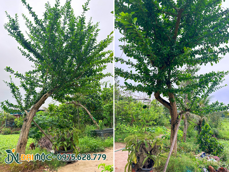 Cây đào tiên cổ thụ dáng bay, đường kính gốc gần 30cm