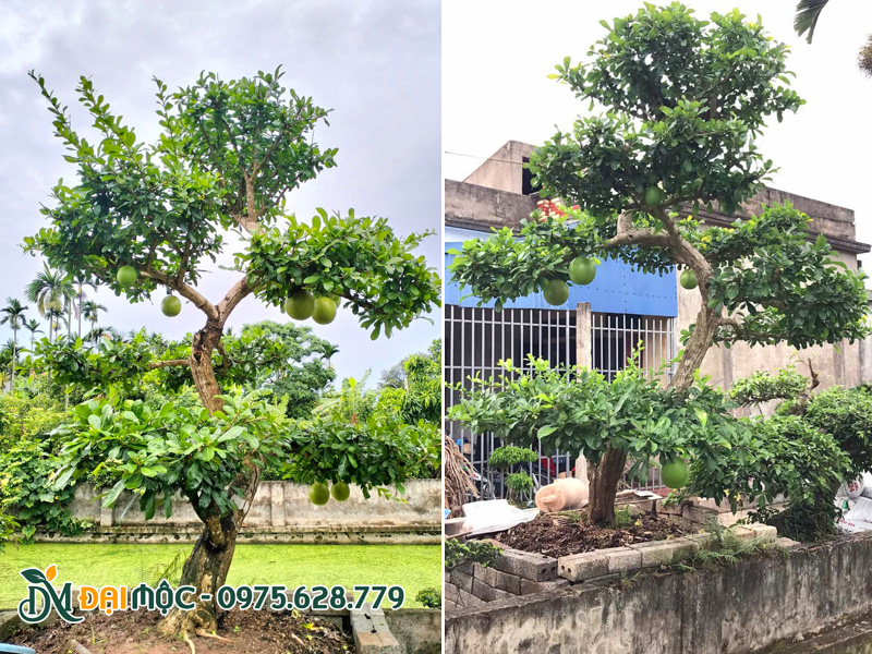 Đào tiên cổ thụ bonsai tạo hình dáng long đẹp, sang trọng