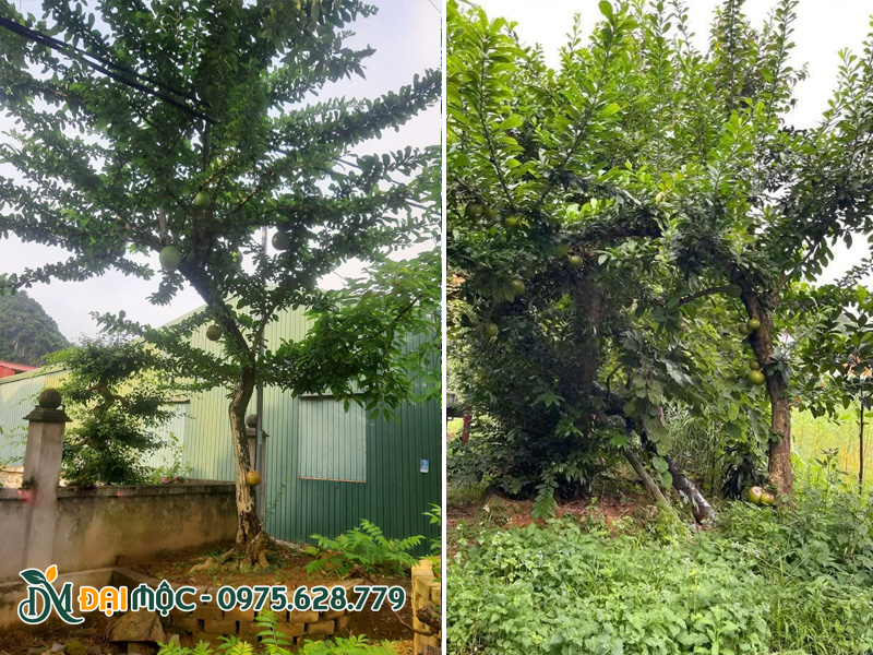 Gốc đào tiên vanh 100 - 120cm