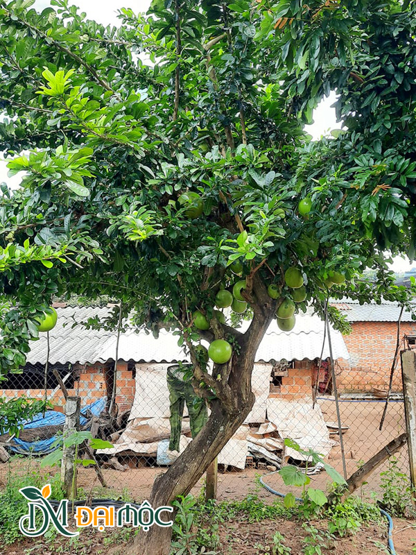 Cây Đào Tiên Cổ Thụ