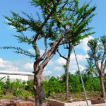 Đào tiên đại thụ đường kính gốc ~40cm