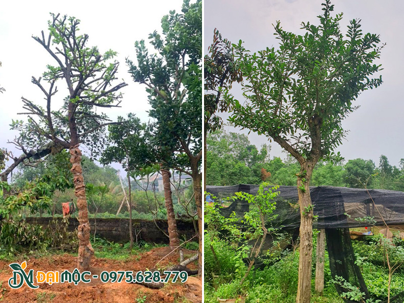 Tưới kích rễ cho cây đào tiên mới trồng đến khi cây ra chồi non ổn định