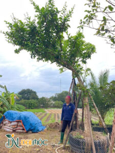 Cây dáng bàn trà đẹp, chiều cao khoảng 4m