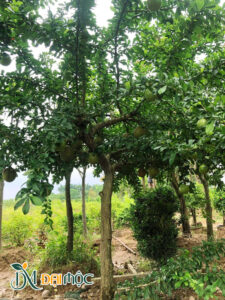 Đào tiên dâm ủ, thân thẳng đẹp, bộ tán đã hoàn thiện