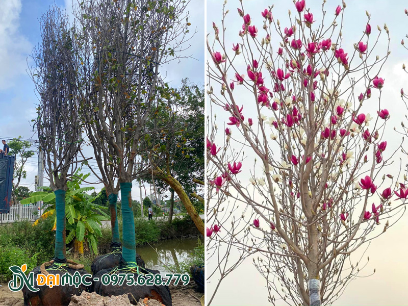 Cây hoa mộc lan đường kính gốc 20cm nhập khẩu từ Trung Quốc