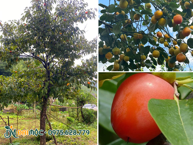 Mua cây ăn quả cổ thụ sẵn trái