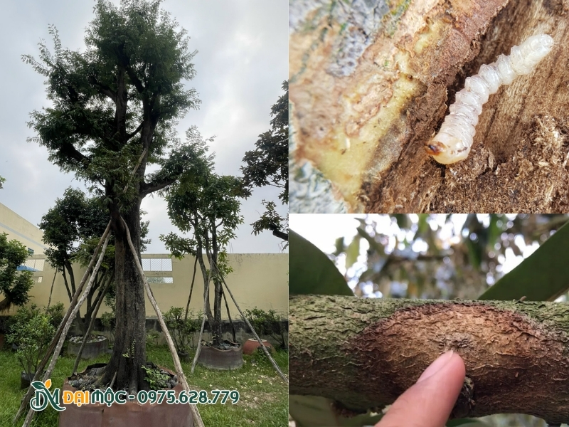 Cây me cổ thụ bị sâu bệnh