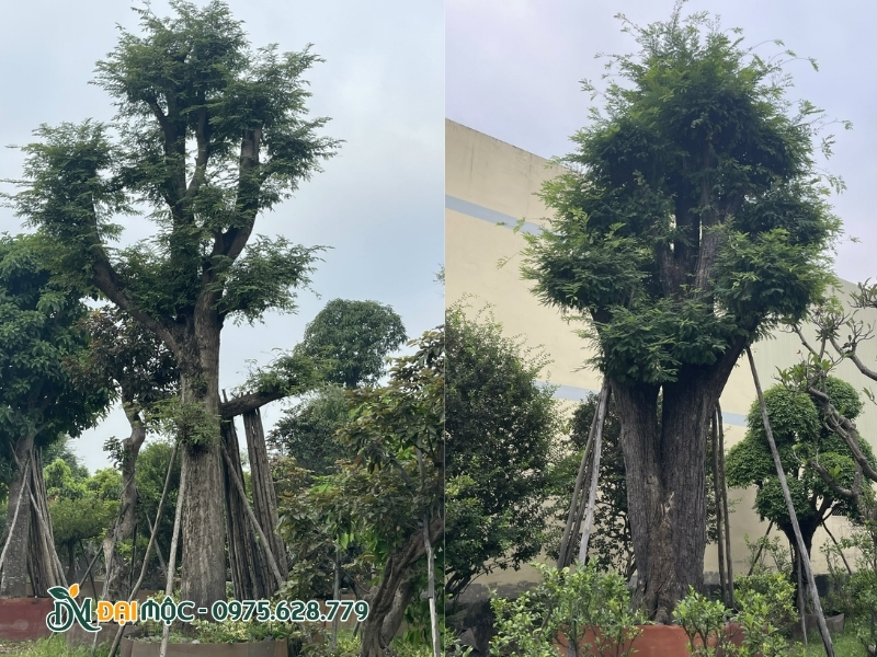 Cây me cổ thụ được trồng trong bầu