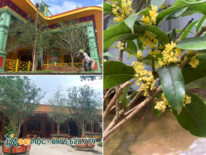 Cây mộc hương ta là cây tâm linh có hoa thơm xuất sắc