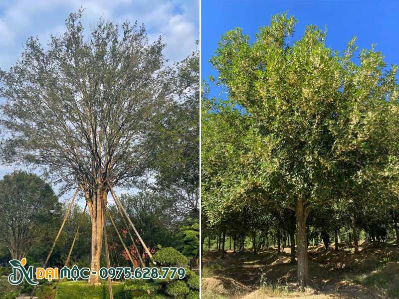 Cây mộc hương tàu Trung Quốc nhập khẩu về và dưỡng ủ tại vườn Đại Mộc ở Hà Nội
