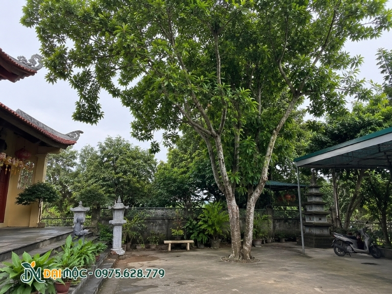 Sân sau chùa có cây ngọc lan cổ thụ bề thế