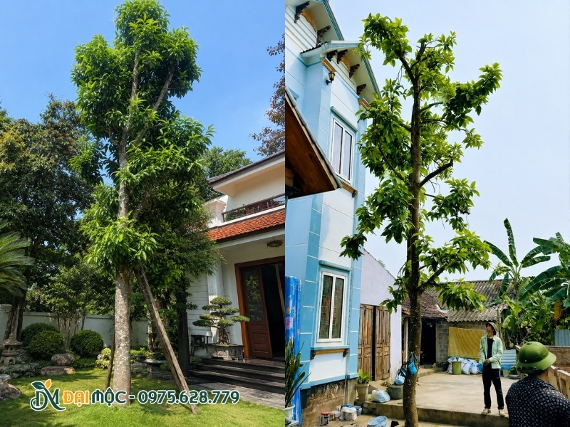 Trồng cây ngọc lan cổ thụ trong sân vườn