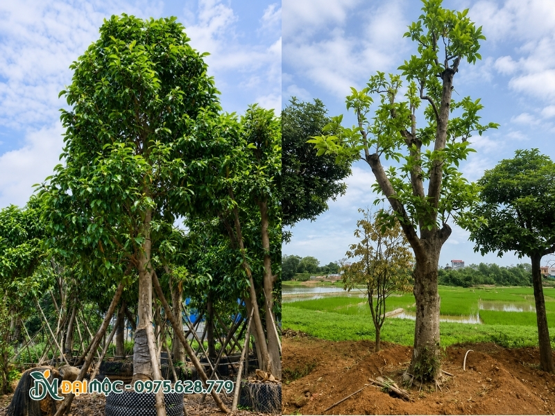 Cây ngọc lan cổ thụ có đường kính thân lớn