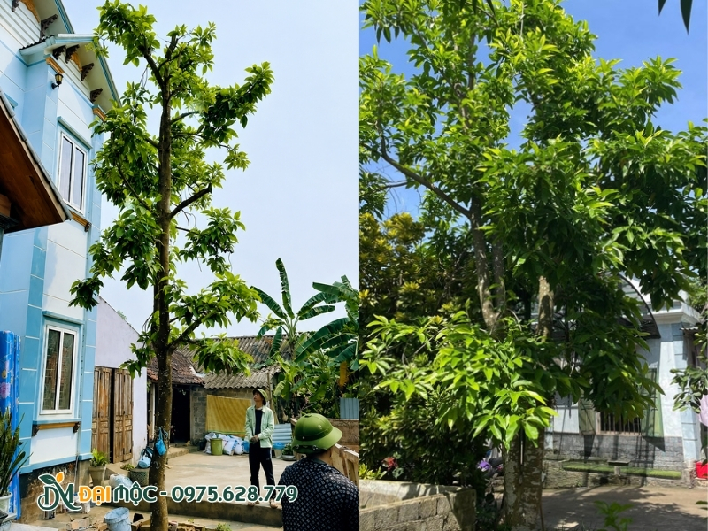 Cây ngọc lan trồng chéo so với cửa nhà