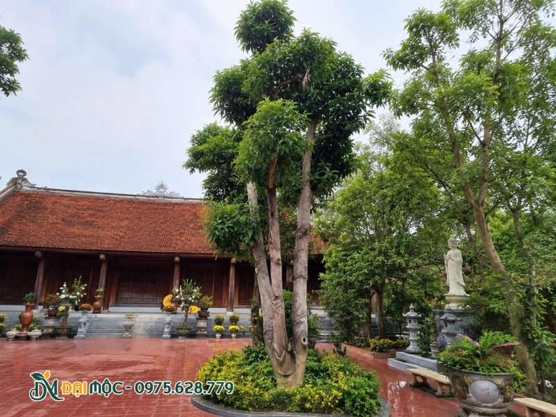 Cây ngọc lan cổ thụ lệch một bên sân đình