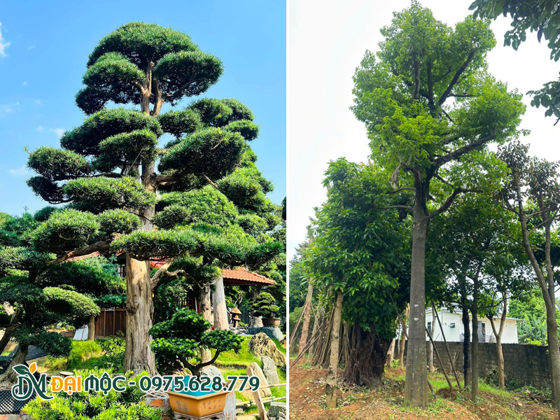 Vườn Tùng La Hán cổ thụ, vườn dâm ủ cây ăn quả cổ thụ tại Hà Nội