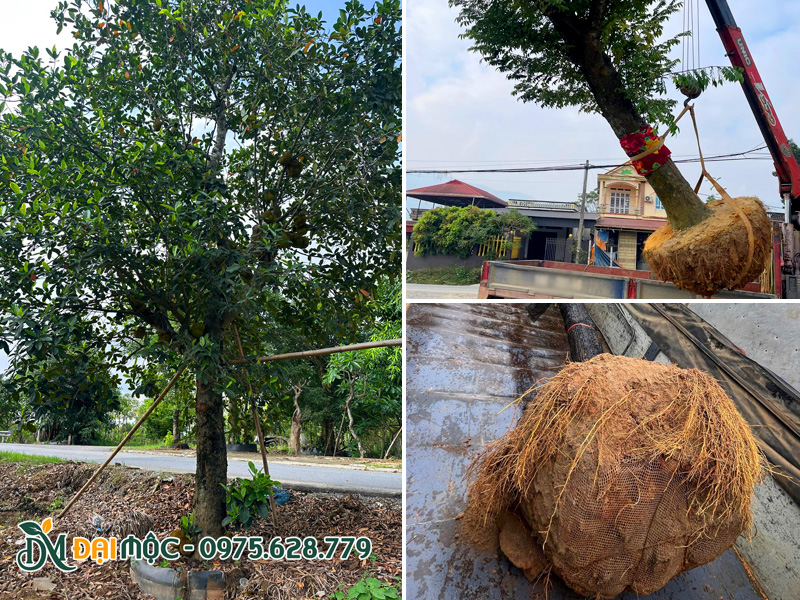 Cây cổ thụ đã dâm ủ nhiều năm, bầu rễ khỏe, nhiều rễ con