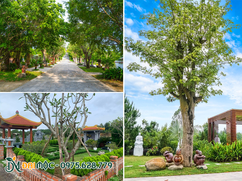Cây tâm linh cổ thụ thường trồng ở những nơi linh thiêng như đền chùa, nhà thờ, khu lăng mộ, nghĩa trang