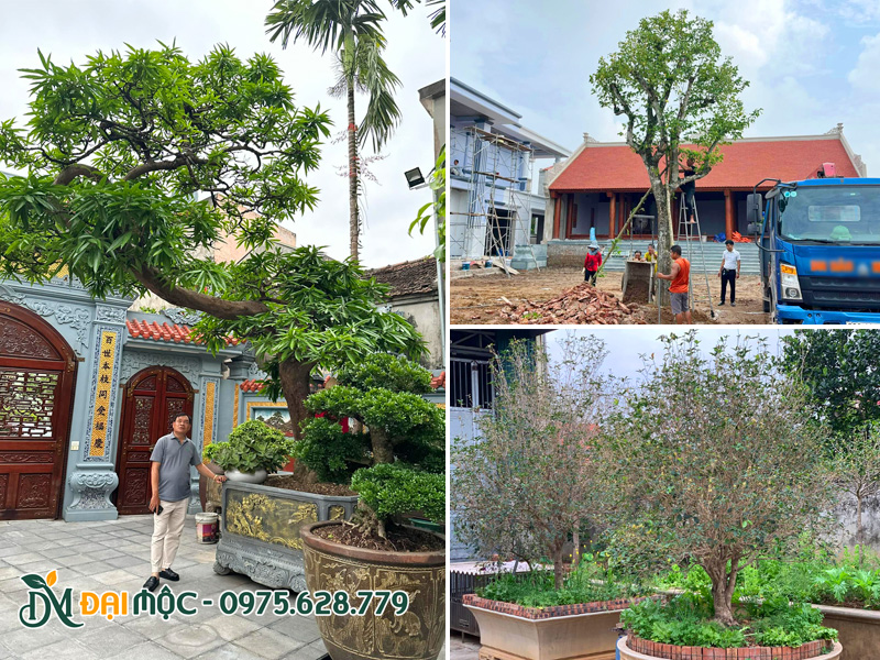 Các loại cây tâm linh cổ thụ trồng trước nhà thờ họ, từ đường