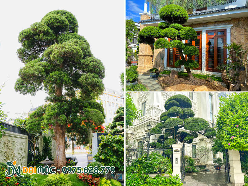 Tùng la hán cổ thụ trồng sân vườn biệt thự