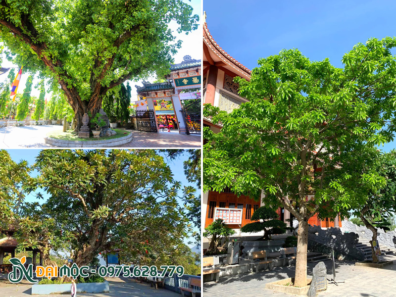 Các loại cây đại thụ có ý nghĩa tâm linh trồng trong khuôn viên chùa