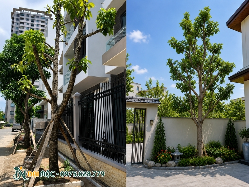 Chọn hướng nhiều nắng để trồng cây ngọc lan cổ thụ