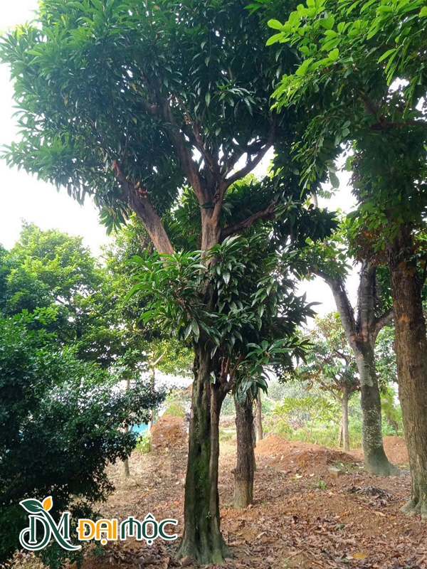 Cây Trứng Gà Cổ Thụ