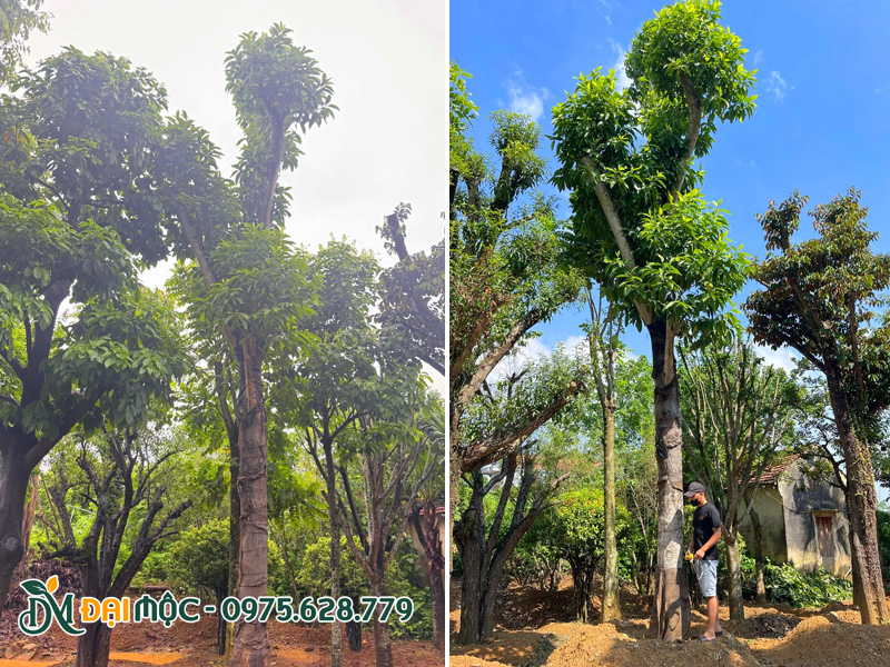 Cây ngọc lan cổ thụ trồng lấy bóng mát đường kính gốc 35 - 45cm