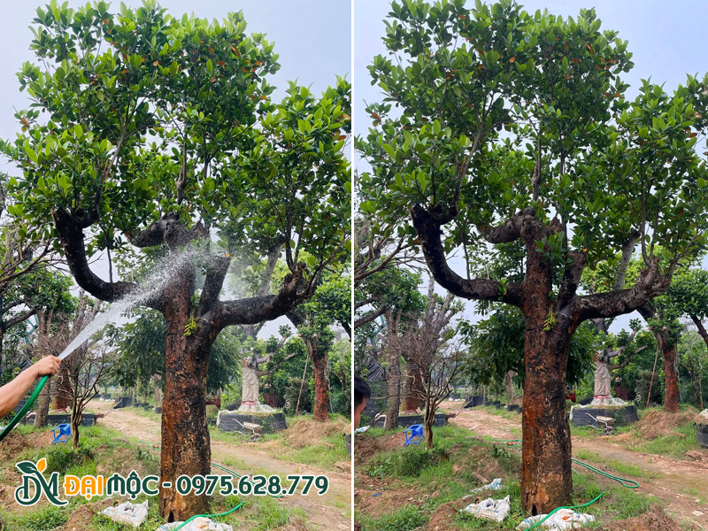 Tưới nước và chăm sóc định kỳ cho cây mít cổ thụ