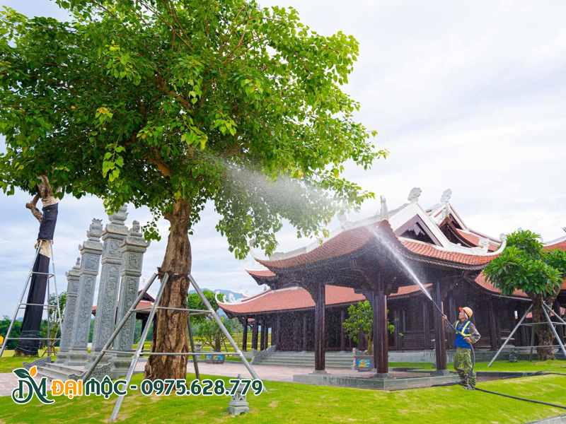 Bàn giao gốc bồ đề cổ thụ xanh tốt sau thời gian bảo hành, bảo dưỡng 1 năm
