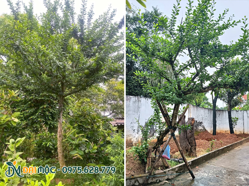 Đào tiên trồng hơn 1 năm đã ta trái lại ổn định