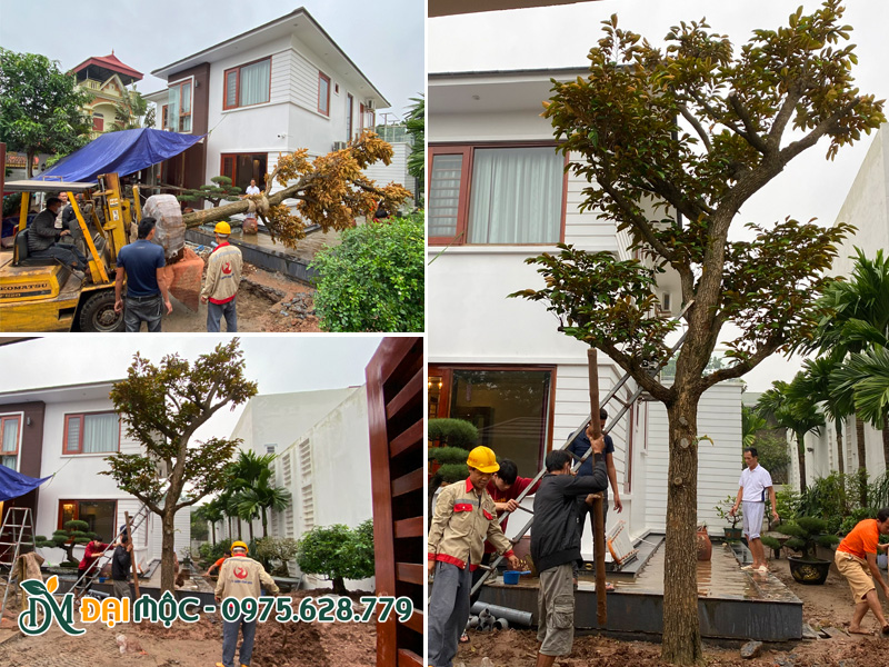 Công nhân của Đại Mộc đang tiến hành thi công trồng cây vú sữa cổ thụ cho biệt thự tại Hà Nội