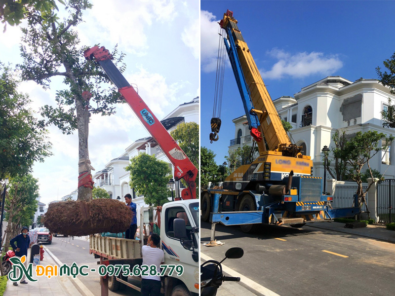 Ca máy cẩu đang làm việc, đưa cây cổ thụ vượt tường rào vào vị trí trồng