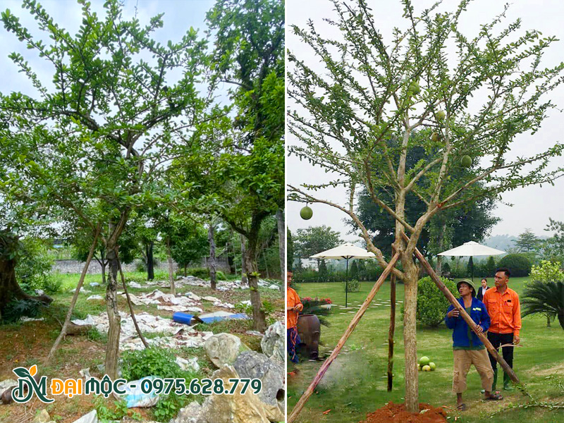 Trồng cây đào tiên đường kính gốc 20cm, chiều cao hơn 5m