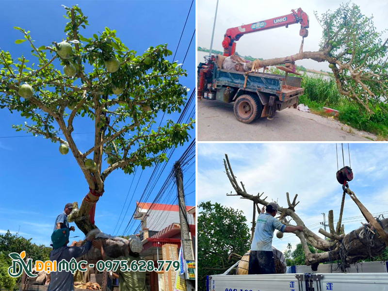 Vận chuyển cây đào tiên cổ thụ bằng xe cẩu tự hành đa tải trọng
