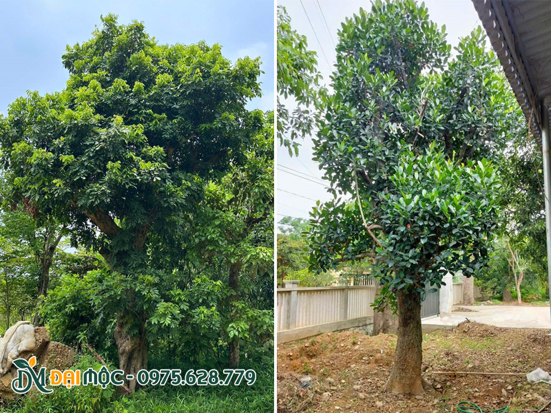 Cây ăn quả cổ thụ dâm ủ nhiều năm, tán lá đã hoàn thiện và xanh tốt