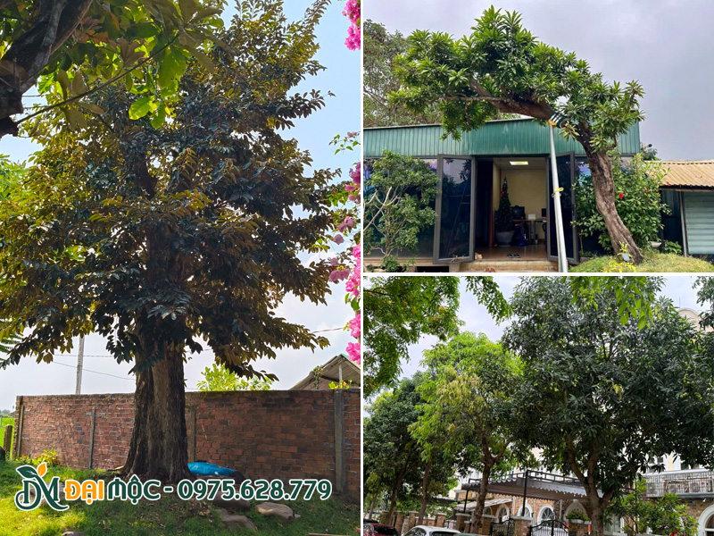 Cây ăn quả cổ thụ trồng sân vườn, trồng làm cảnh, trồng lấy bóng mát