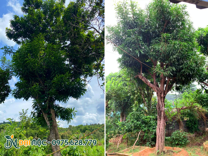 Chọn mua cây trứng gà đại thụ đường kính gốc trên 40cm