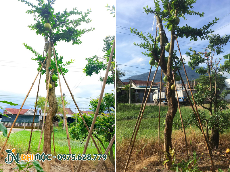 Cây đào tiên cao hơn 4m được chống cọc chắc chắn sau khi trồng